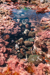 colorful stones in a tidepool