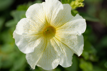 Petunia , Close up of Petunia flowers. White petunia flower and blurred background
