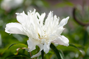 close up of white peony flower. Peony in bloom.