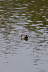 teal in water