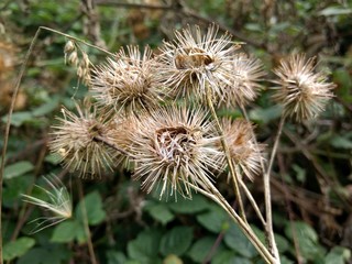 dry thistles
