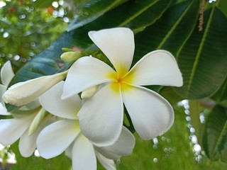  White plumeria flowers.
