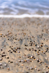 sea shells on the beach