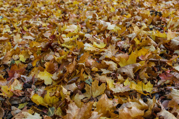 Closeup of the ground completely covered with various dead leaves. Background photo with selective focus