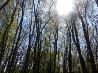Fototapeta premium Sunlight through trees