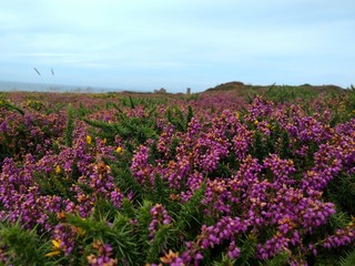 Obraz premium Coastal heather with hill in background, Cornwall, UK