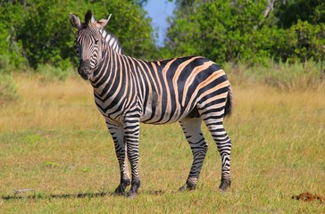 Fototapeta na wymiar zutrauliches Zebra