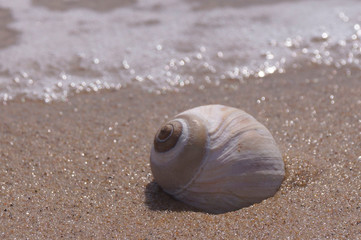 sea shell on the beach