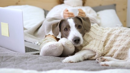 Woman With Laptop And Cup Lying On Bed With Dog In Knitted Sweater