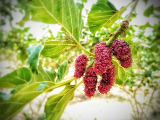 Mulberry fruit in garden