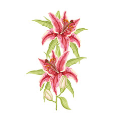 Pink-Red Lily. Branche with two flowers and buds. Hand-drawn collection greeting cards. Vector illustration.