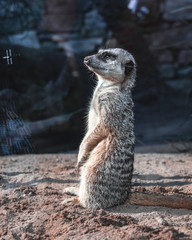 Fototapeta premium meerkat on guard