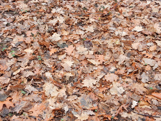 dried brown leaves of northern canadian oak on autumn grass