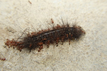 Red ants eating an caterpilar