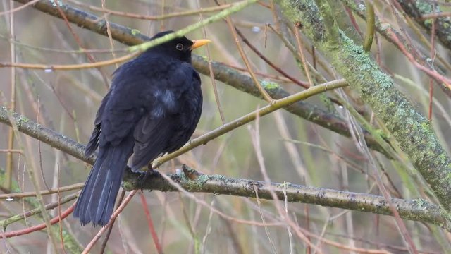 Amsel M&auml;nnchen