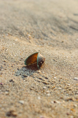 shell on the beach