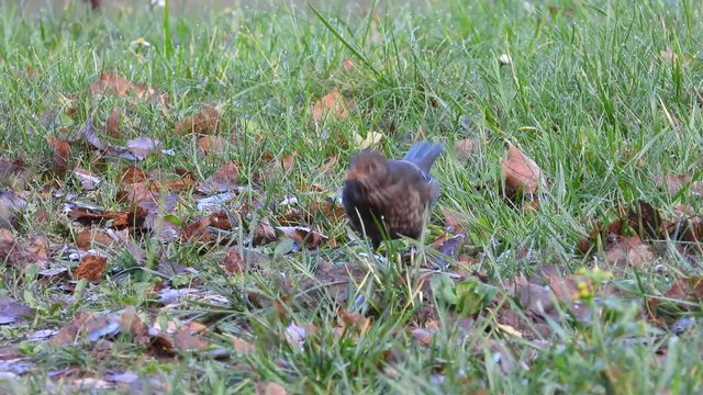 Amsel Weibchen