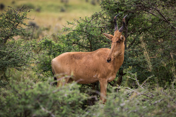 alcelaphus buselaphus in the green African Savannah