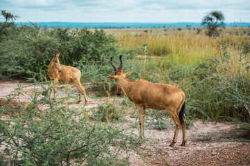 Naklejka na ściany i meble Two antelopes. Battle in the green African Savannah