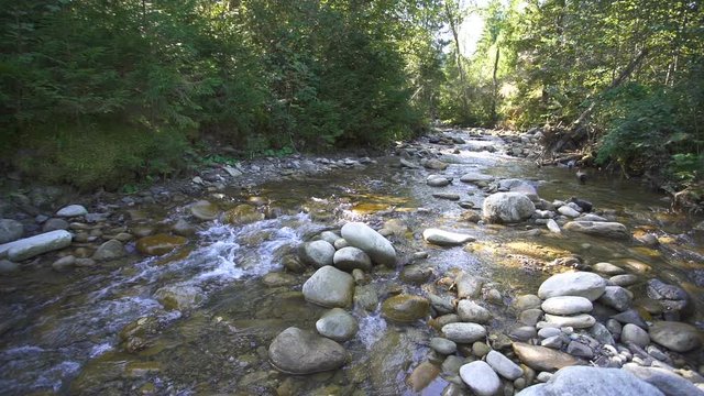 Summer mountain river in wood, water and stones, slow motion, landscape.