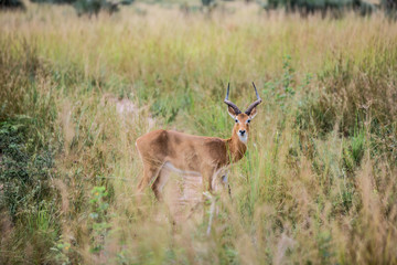 a beautiful Gazelle looks into the frame framed by blurred vegetation in the African Savannah