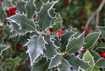 Symbol of Christmas in Europe. Closeup of holly beautiful red berries and sharp leaves on a tree in...