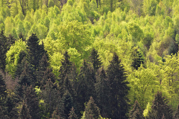 Spring landscape with mixed forest on a hill, coniferous trees and deciduous growth together in the...