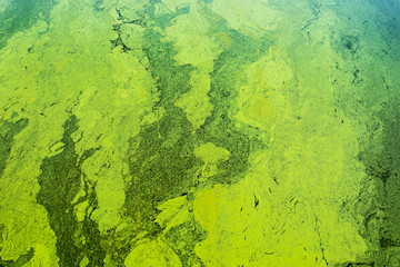 green algae on the surface of the water. flowering water as background or texture