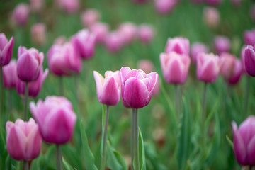 Beautiful colorful pink  tulip background photo.