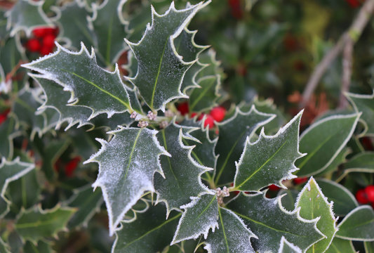 Symbol of Christmas in Europe. Closeup of holly beautiful red berries and sharp leaves on a tree in cold winter weather.Nature concept.