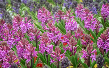 In the garden, colorful hyacinths bloom in spring.