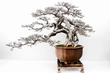 Zelfklevend Fotobehang Chinese  bonsai tree isolated on white background. © MINXIA