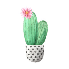 Watercolor hand painted exotic green cactus