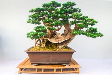 Fotobehang Bonsai Chinese Pine Bonsai tree isolated on white background.  © MINXIA