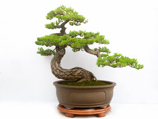 Chinese Pine Bonsai tree isolated on white background.