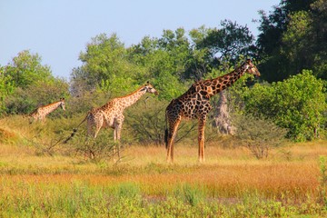 Giraffen-Trio