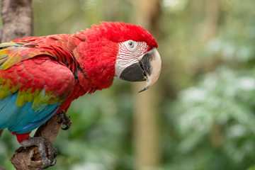 A close-up of the head of a red glazed Macaw.