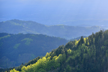 Picturesque landscape with coniferous forest and hills in the European forest of Schwarzwald, Germany. The concept of ecology, tourism