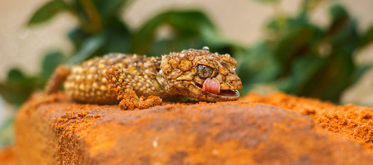 Detailed closeup of a Centralian Knob-tailed Gecko.