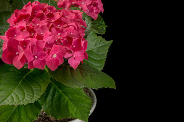 Red Hydrangea isolated in black background
