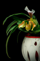 Cymbidium orchids isolated in a black background.