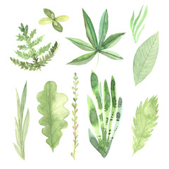 Watercolor green leaves set