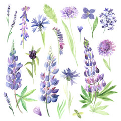 Watercolor hand painted wildflowers, field plants