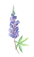 Watercolor hand painted wildflowers lupin