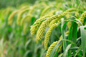  foxtail millet