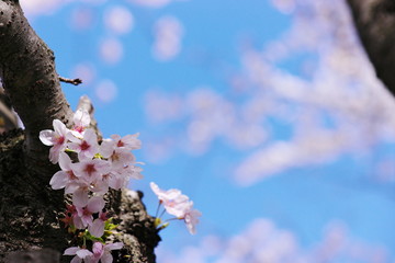 春空を見上げて