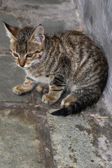 Kitten sits in some thinking posture