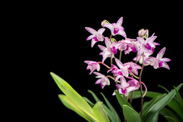 Beautiful pink-purple orchids isolated in black  background