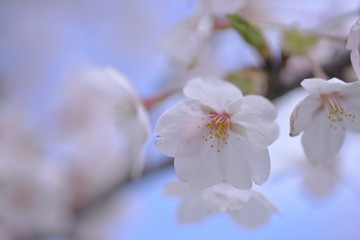 新しい季節の知らせ