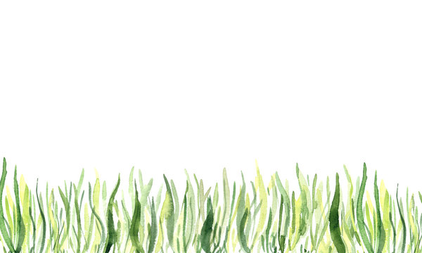 Watercolor hand painted green spring grass